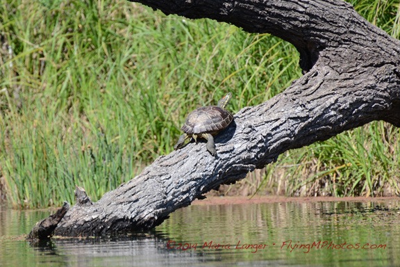 Turtle on a Log