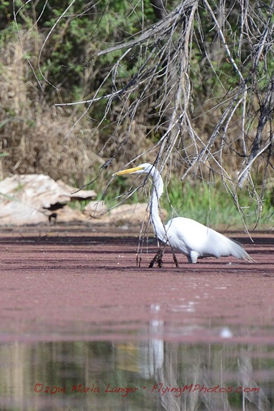 Great Egret