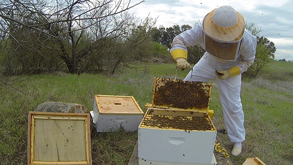 Bees