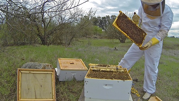 Bees