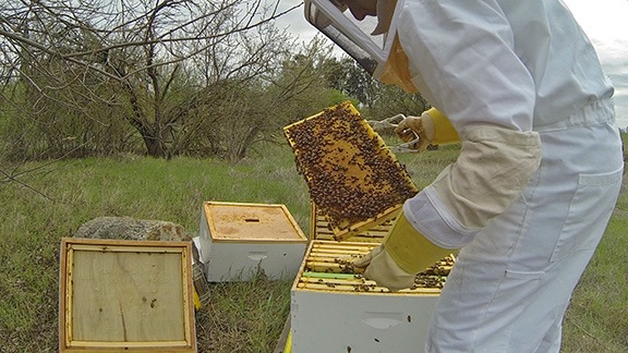 Bees