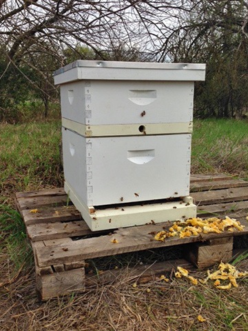 Beehive