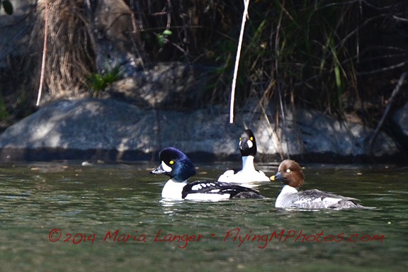Ducks