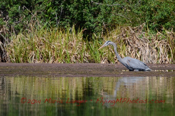Heron
