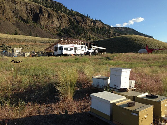 Looking back from my Bees