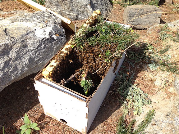 Bees on a branch in a box