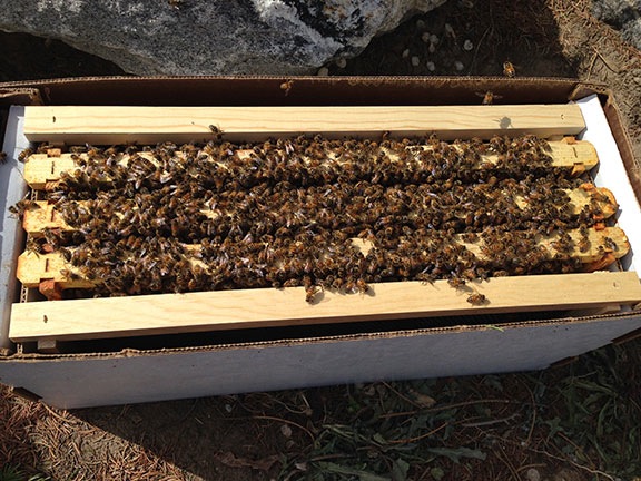 Bees in a Nuc Box