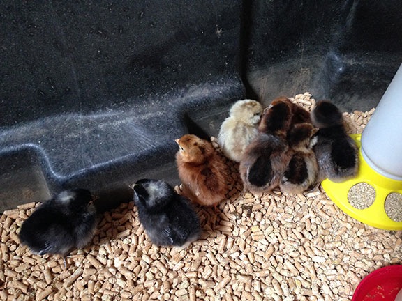 Chicks in my Shed