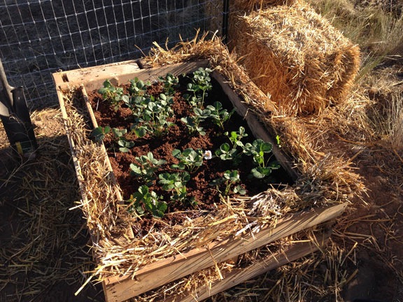 Pallet Garden
