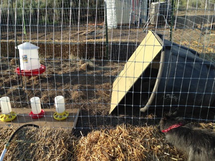 Temporary Coop