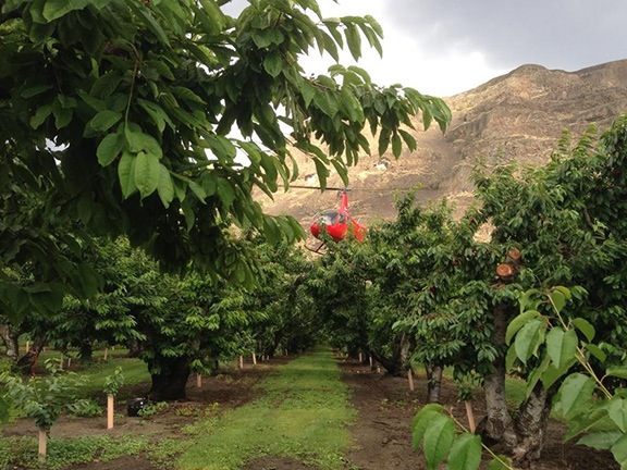 Drying an Orchard