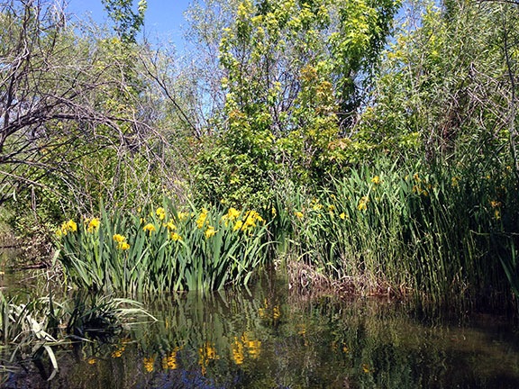 Irises in the Columbia River