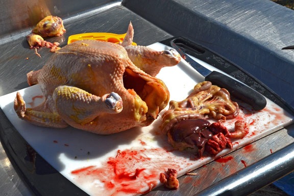 Chicken Guts