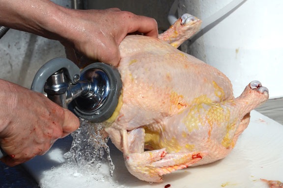Washing Chickens