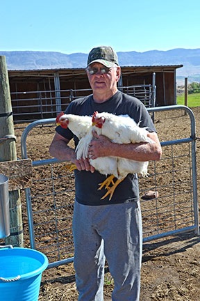 Carrying the Chickens