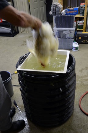 Dipping Chickens