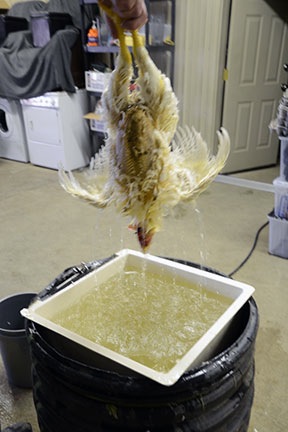 Dipping Chickens