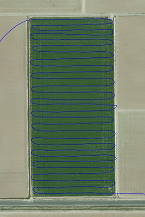 Corn Field 1