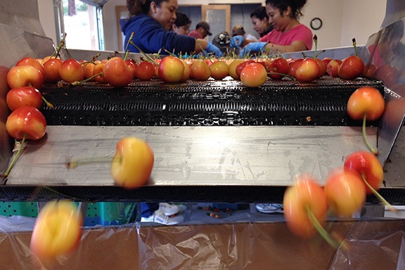 Cherries Dropping into Box