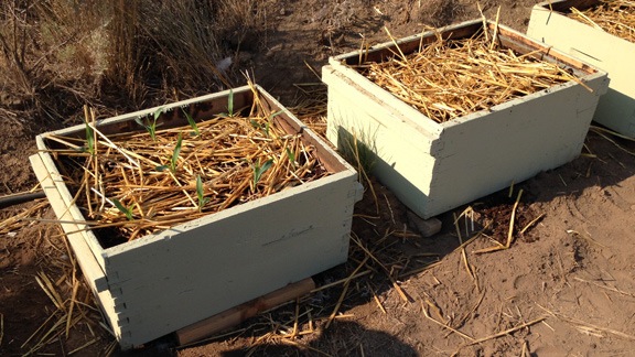 Beehive Planters
