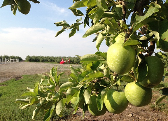 Helicopter in Apple Orchard