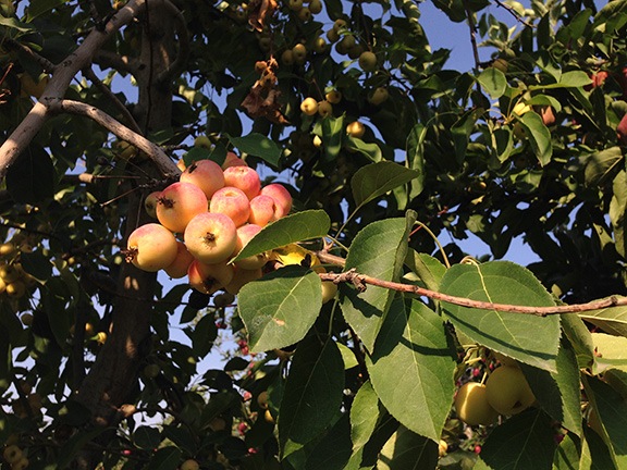 Crabapples