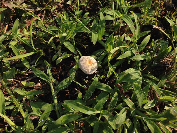Flower or Mushroom?