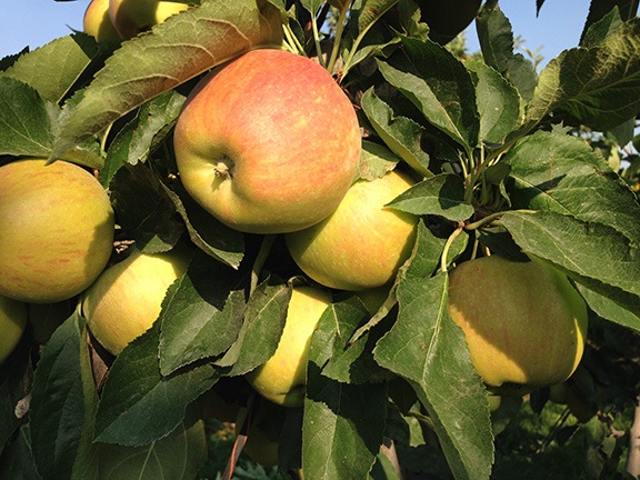 Gala Apples on the Tree