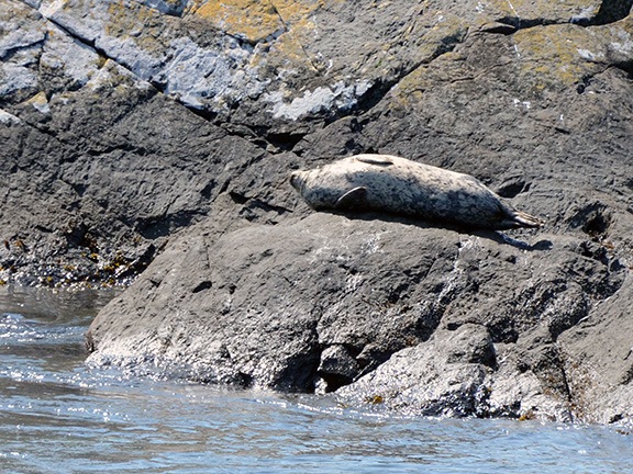 Elephant Seal