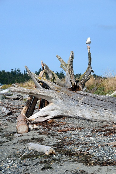 Seagull on Log