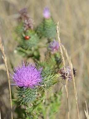 Thistle