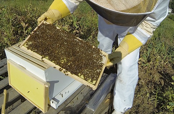 Maria the Beekeeper