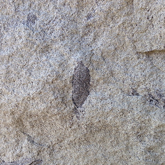 Fossilized Leaf