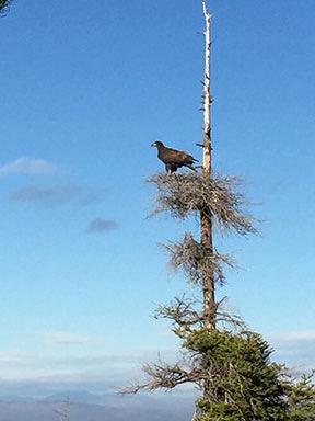 Eagle in a Tree