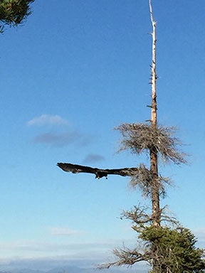 Eagle Taking Off