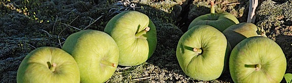 Orchard Still Life