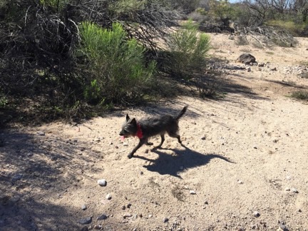Penny the Tiny Desert Dog