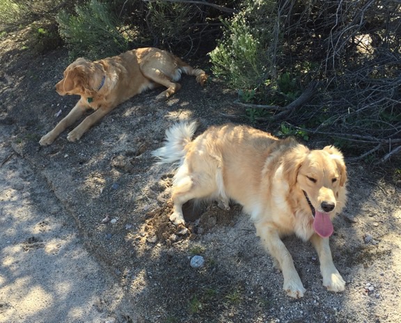 Tired Dogs
