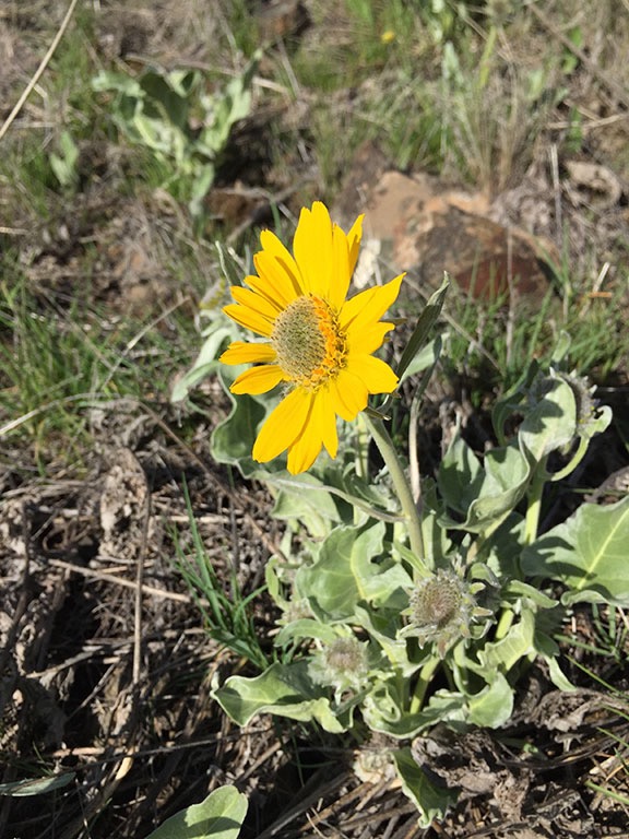 Balsamroot
