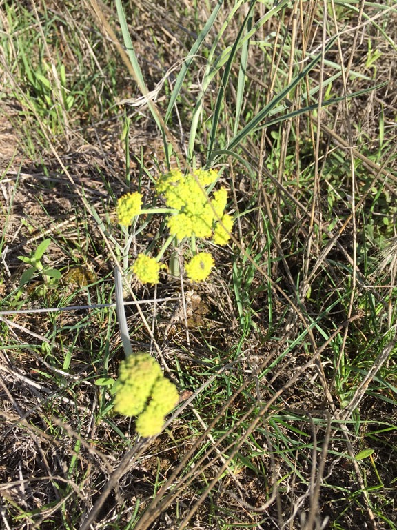 Biscuitroot?