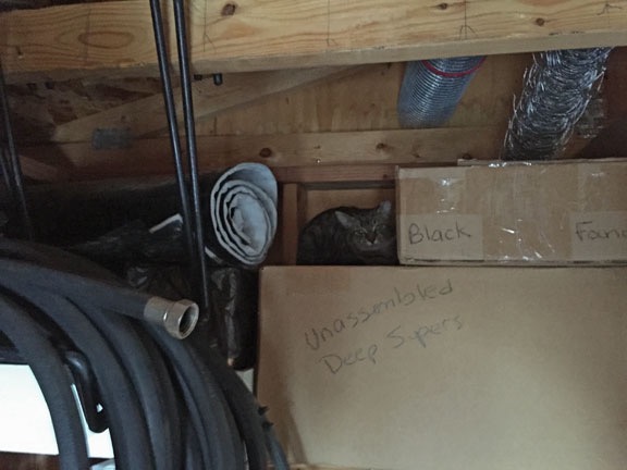 Kitty on a Shelf