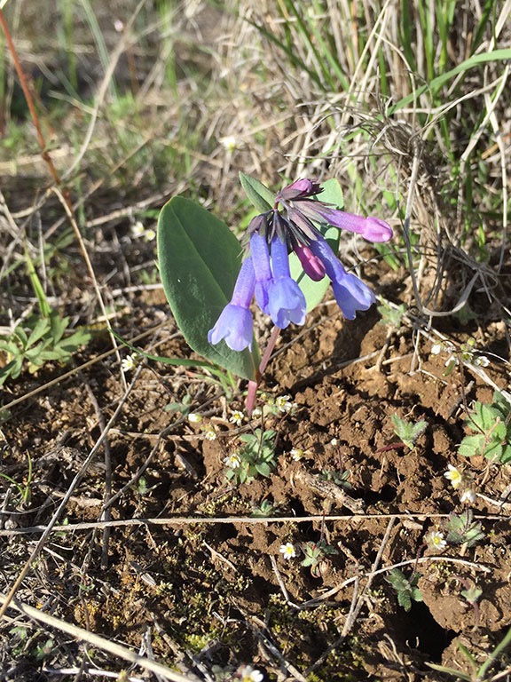Trumpet Bluebells