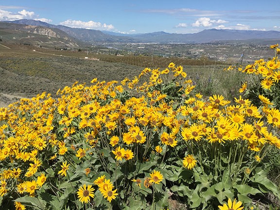 Balsam Root