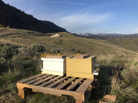 My Bee Yard