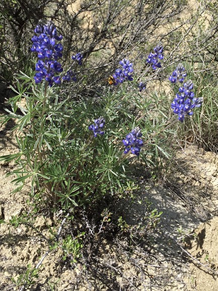 Lupine