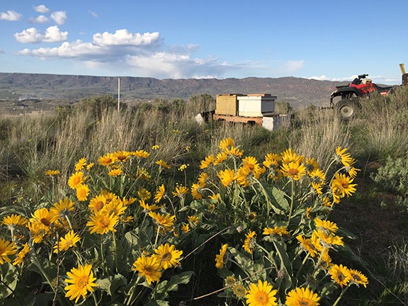 New Bee Yard