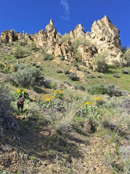 Penny on the Trail