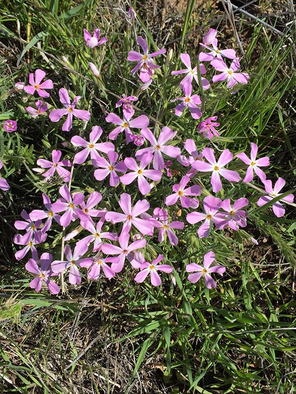 Phlox