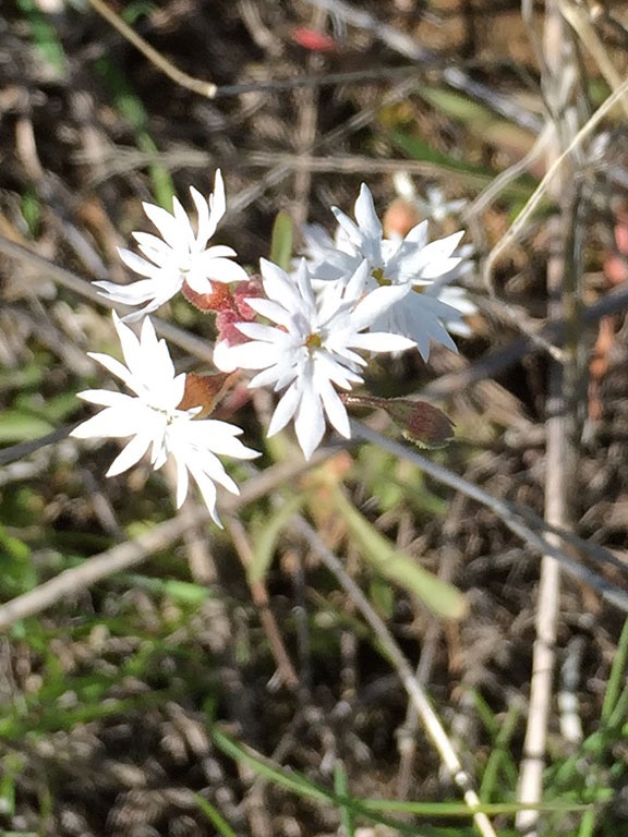 Prairie-Star (?)