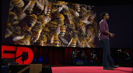 TED on Bees